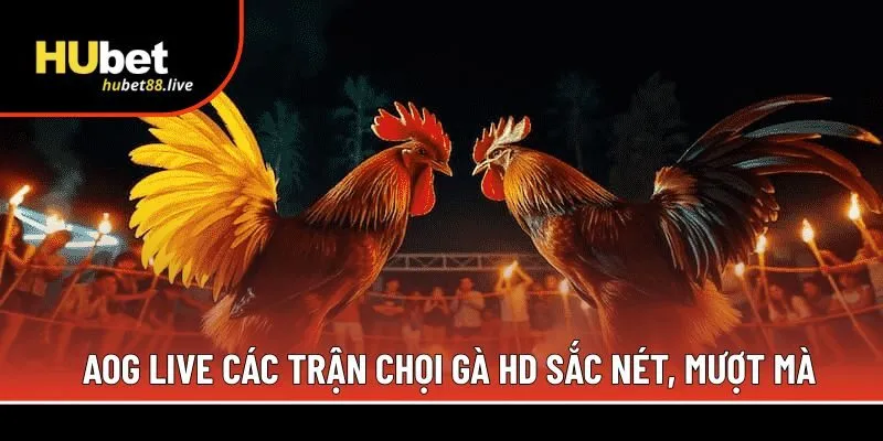 AOG live các trận chọi gà HD sắc nét
