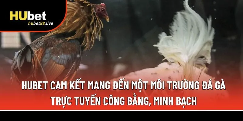 đá gà trực tuyến công bằng, minh bạch