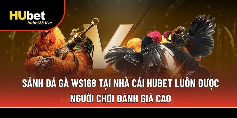 Sảnh đá gà WS168 tại nhà cái Hubet